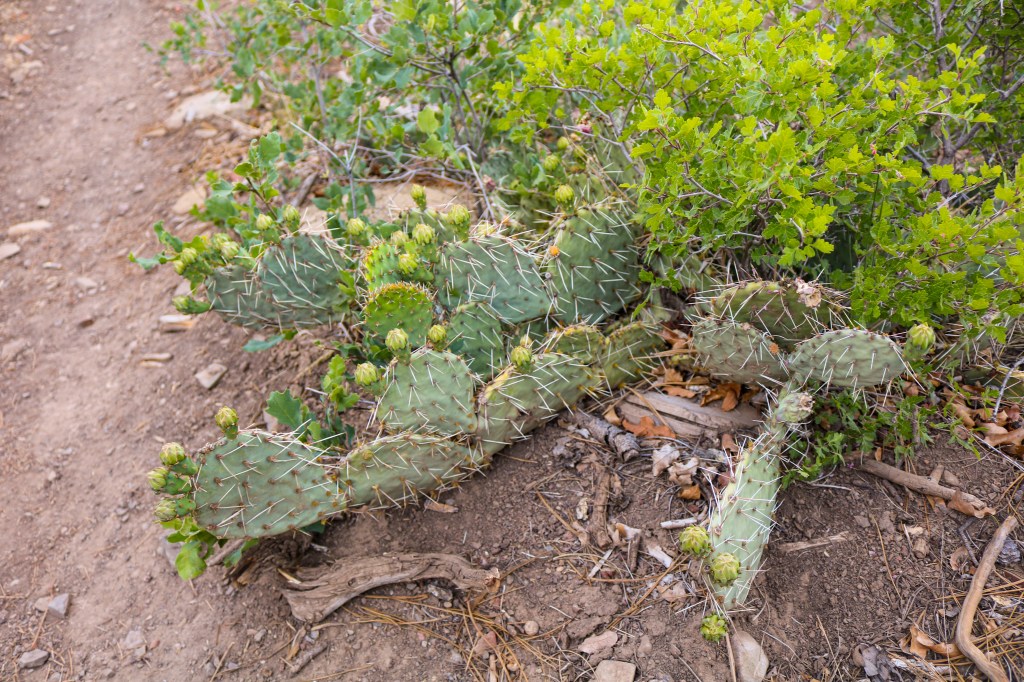 New Mexico